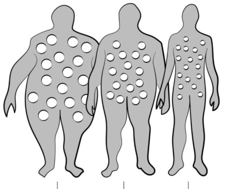 Adipociti: cellule straordinarie del nostro organismo!